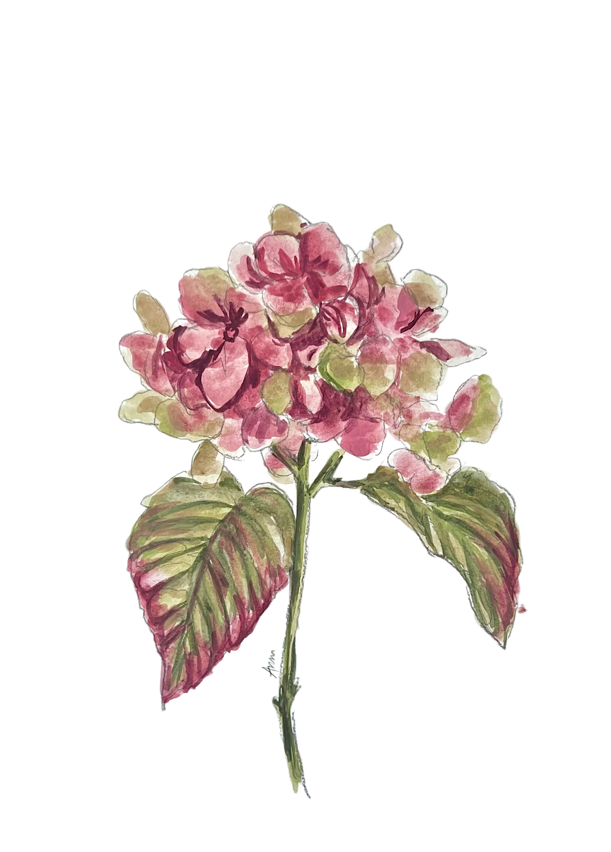 HYDRANGEA