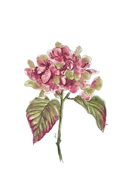 HYDRANGEA